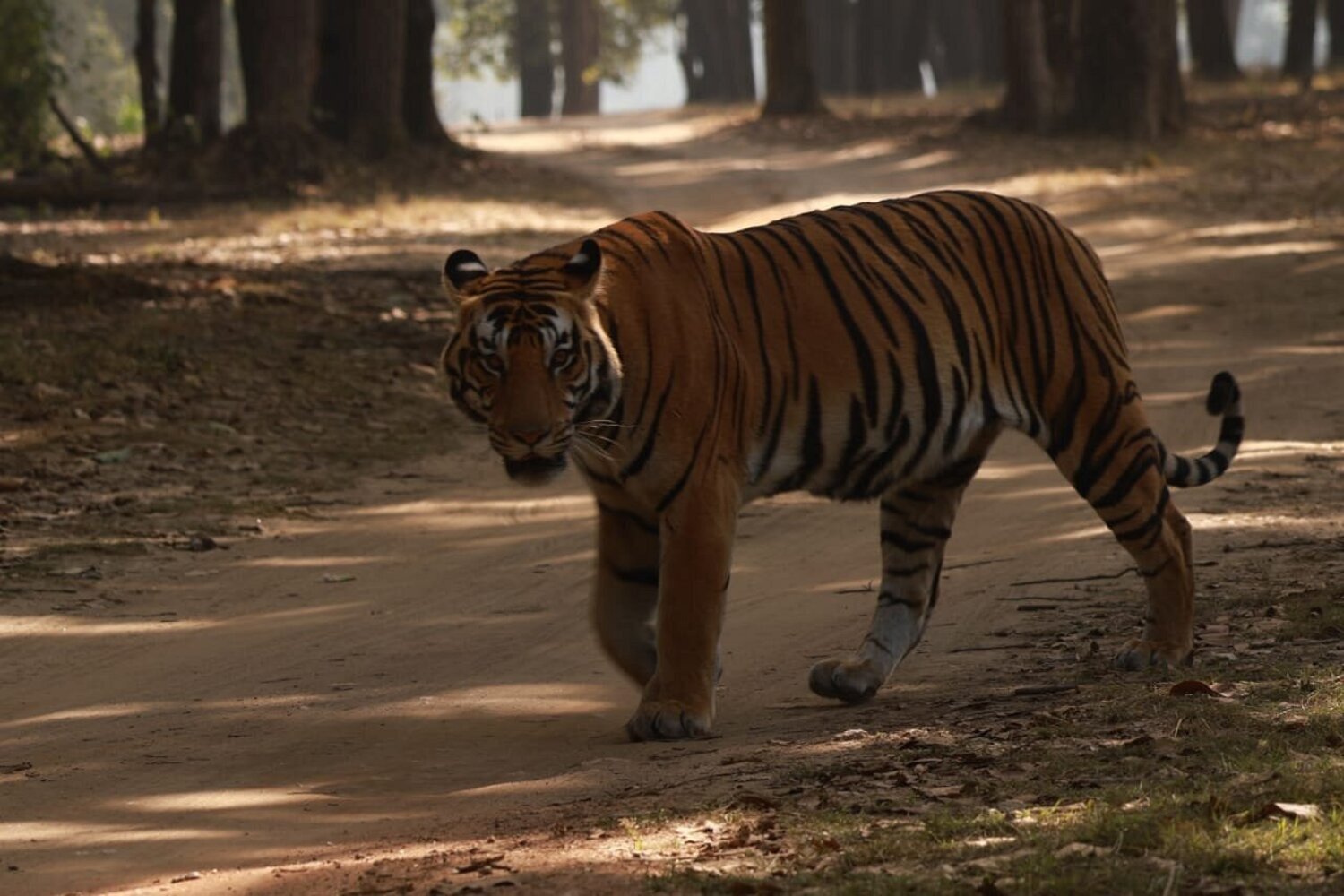 viaggi su misura India